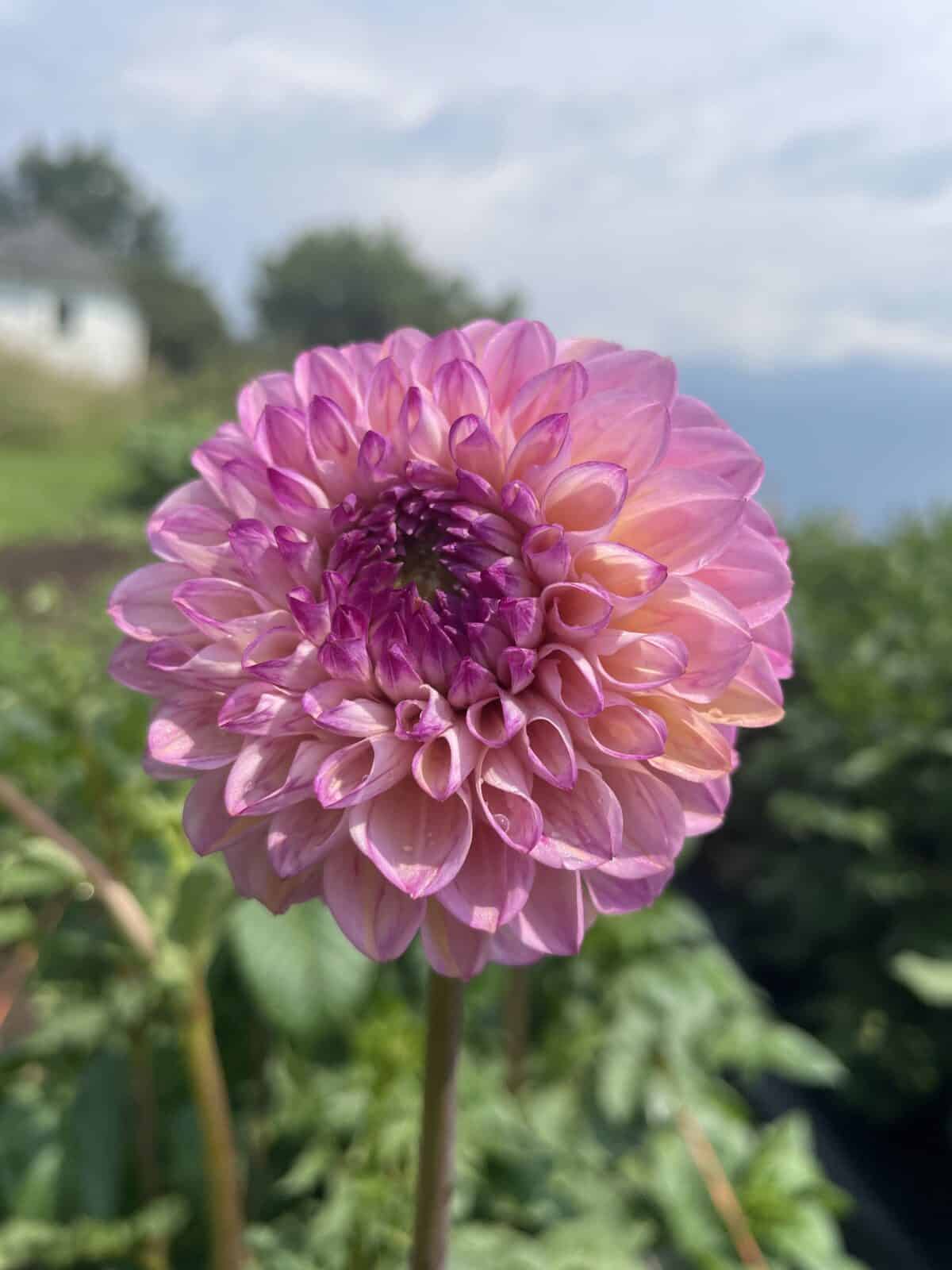 Purple Wine Eyed Jill Dahlia