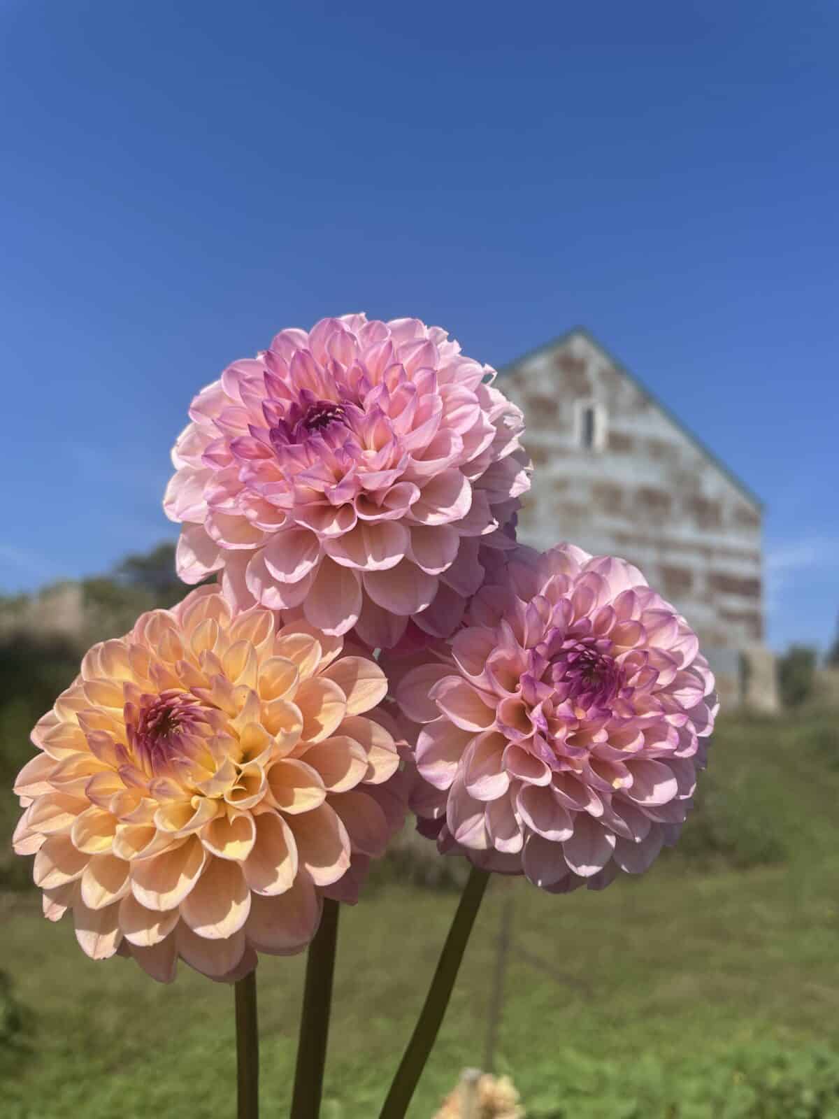 Wined Eye Jill Dahlia Blooms