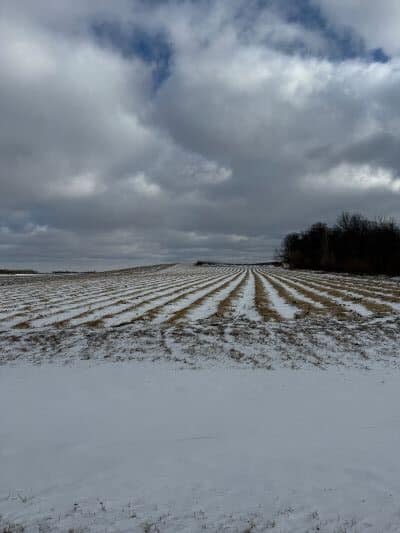 winter strawberry rows in minnesota