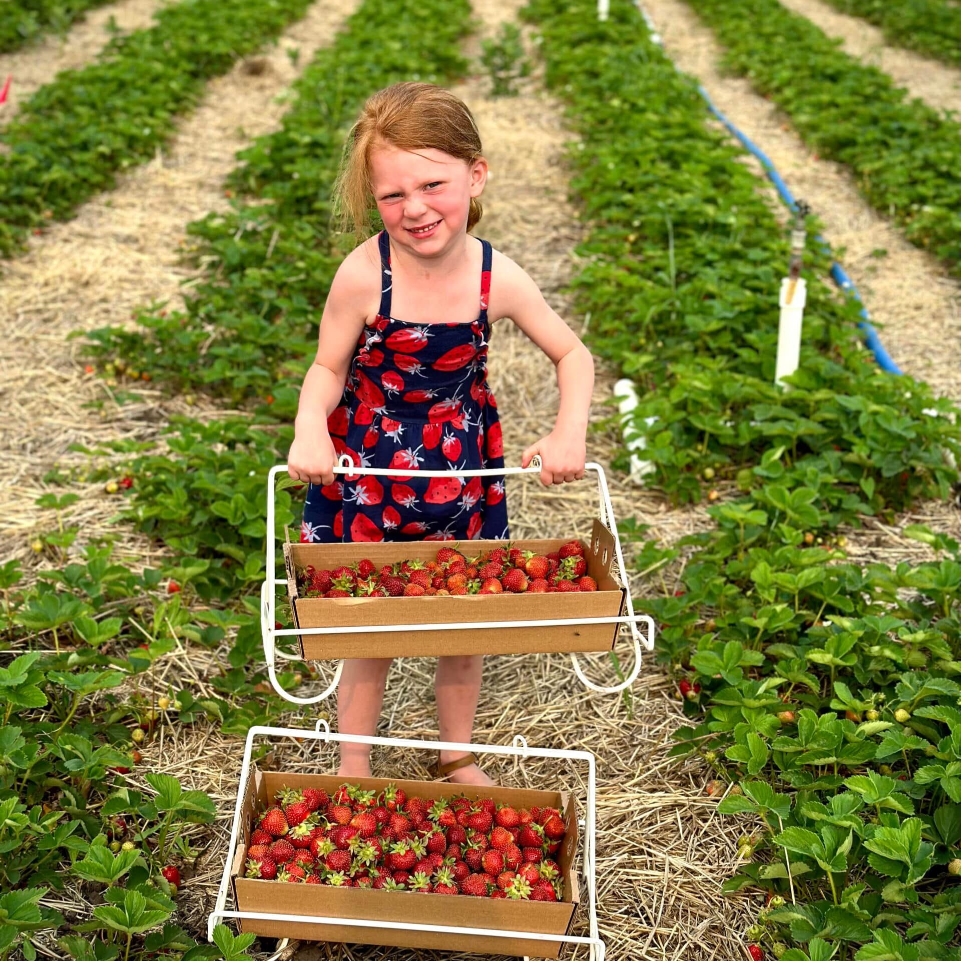 Child Picking Strawberries