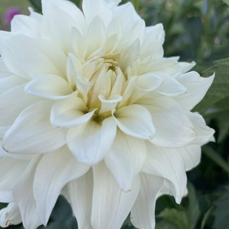 Beaucon white dahlia