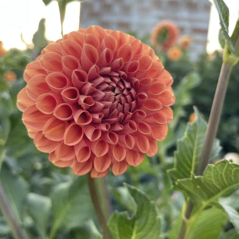 Cornel Bronze Dahlia