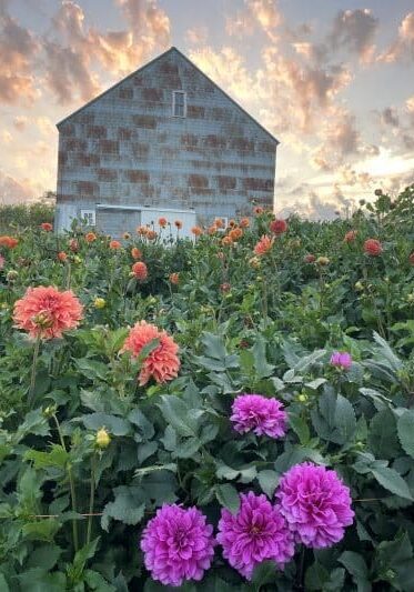 dahlia garden barn 2024 small