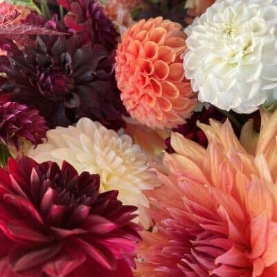 dahlia csa bouquet subscription