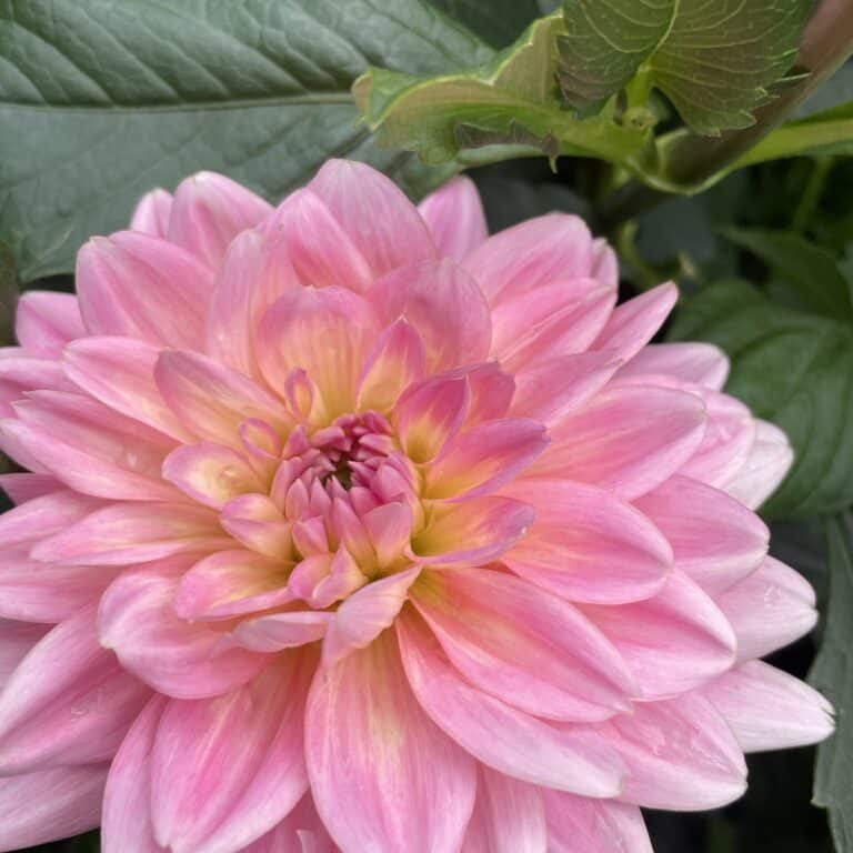 Gerrie Hoek Dahlia