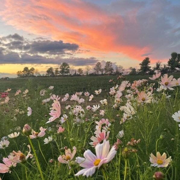 Sunset over flower fields