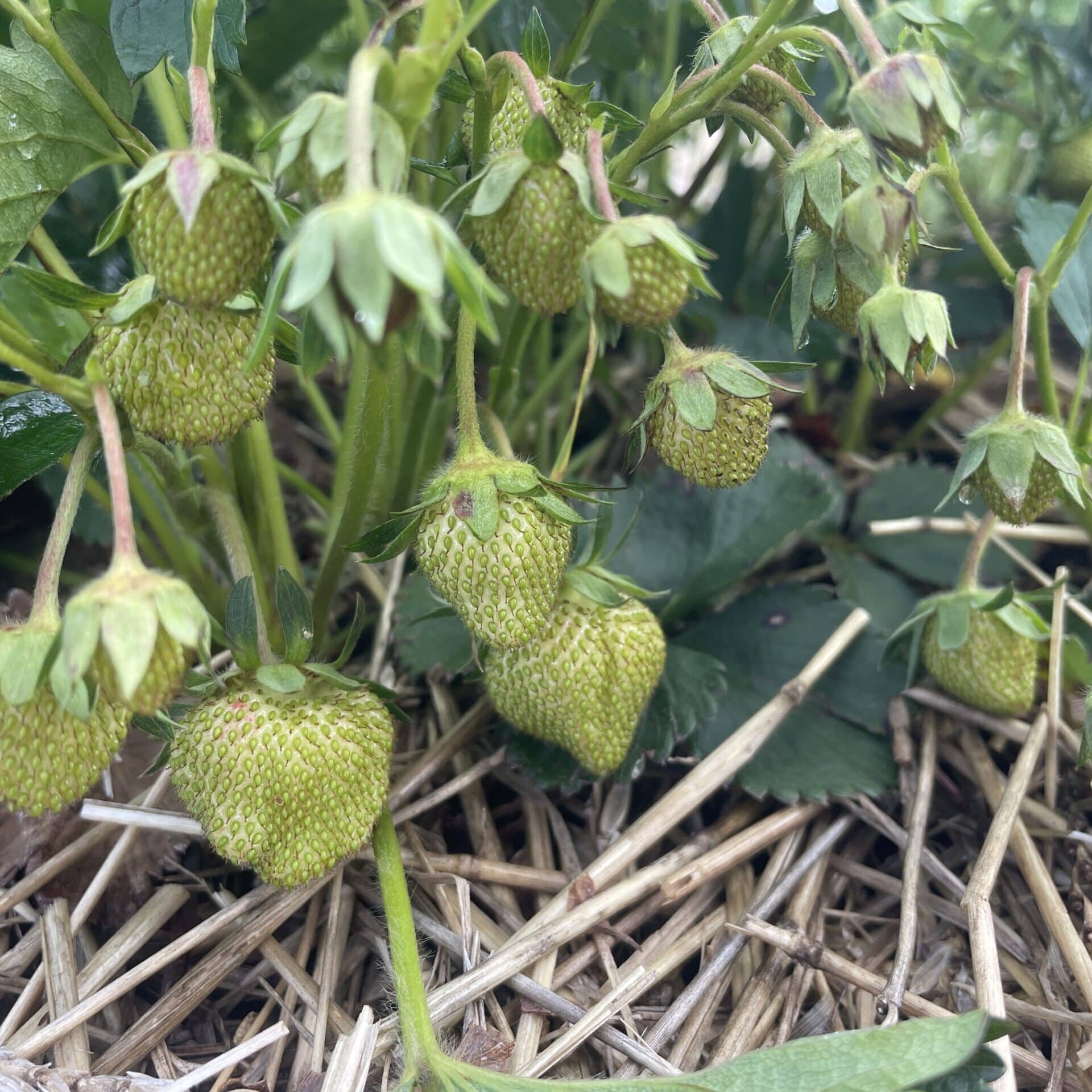 Jewel strawberrries forming Jewel Strawberries forming