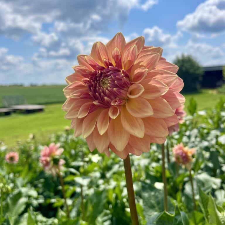 miss amara dahlia bloom