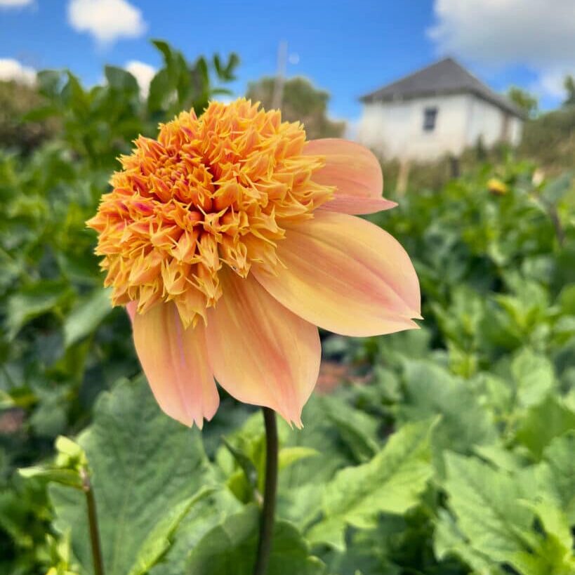 Sandia Brocade Dahlia Bloom