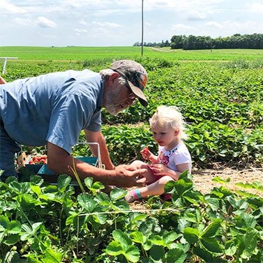 Strawberry Picking With Child