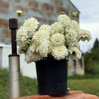wedding flowers white dahlias on tractor