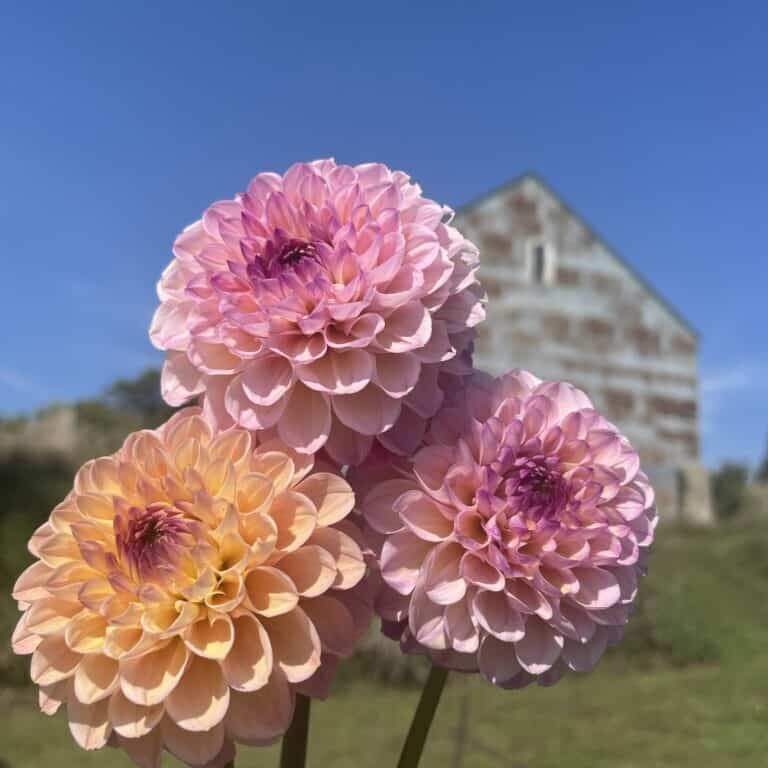 Wined Eye Jill Dahlia Blooms