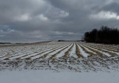 winter strawberry rows in minnesota